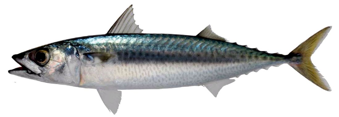 Scomber scombrus_05.jpg